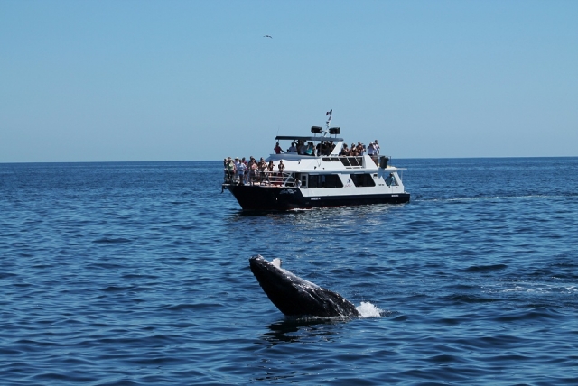 Avistamiento de cetáceos en el mar de cortes